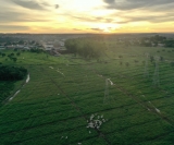 Área de 14 hectares, vizinha à indústria da Marajoara, que recebe projeto de fertirrigação. Assessoria de Imprensa