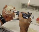Pesquisadores da Unicamp editaram o genoma da espécie Saccharomyces cerevisiae, comumente usada na produção de etanol, para torná-la capaz de converter xilose em xilitol. Estratégia pode agregar valor à indústria de etanol e suprir demanda por adoçante ma