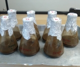 Hidrolisado da palha da cana usado pelos pesquisadores como matéria-prima para a produção de xilitol (foto: Ícaro Fier)