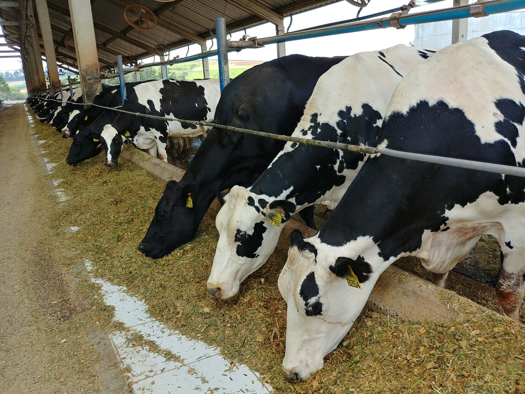 Agrindus S/A: produ&ccedil;&atilde;o de 21,9 milh&otilde;es de litros por ano