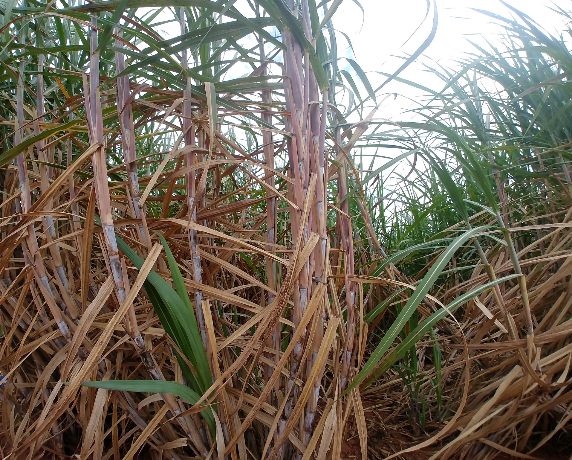 Cana-de-a&ccedil;&uacute;car d&aacute; a volta por cima