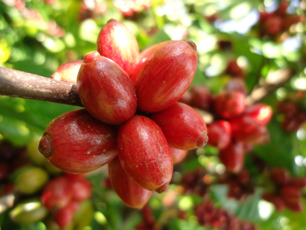 Safra cafeeira paulista 2019/20: volume 39,7% superior ao obtido na safra anterior