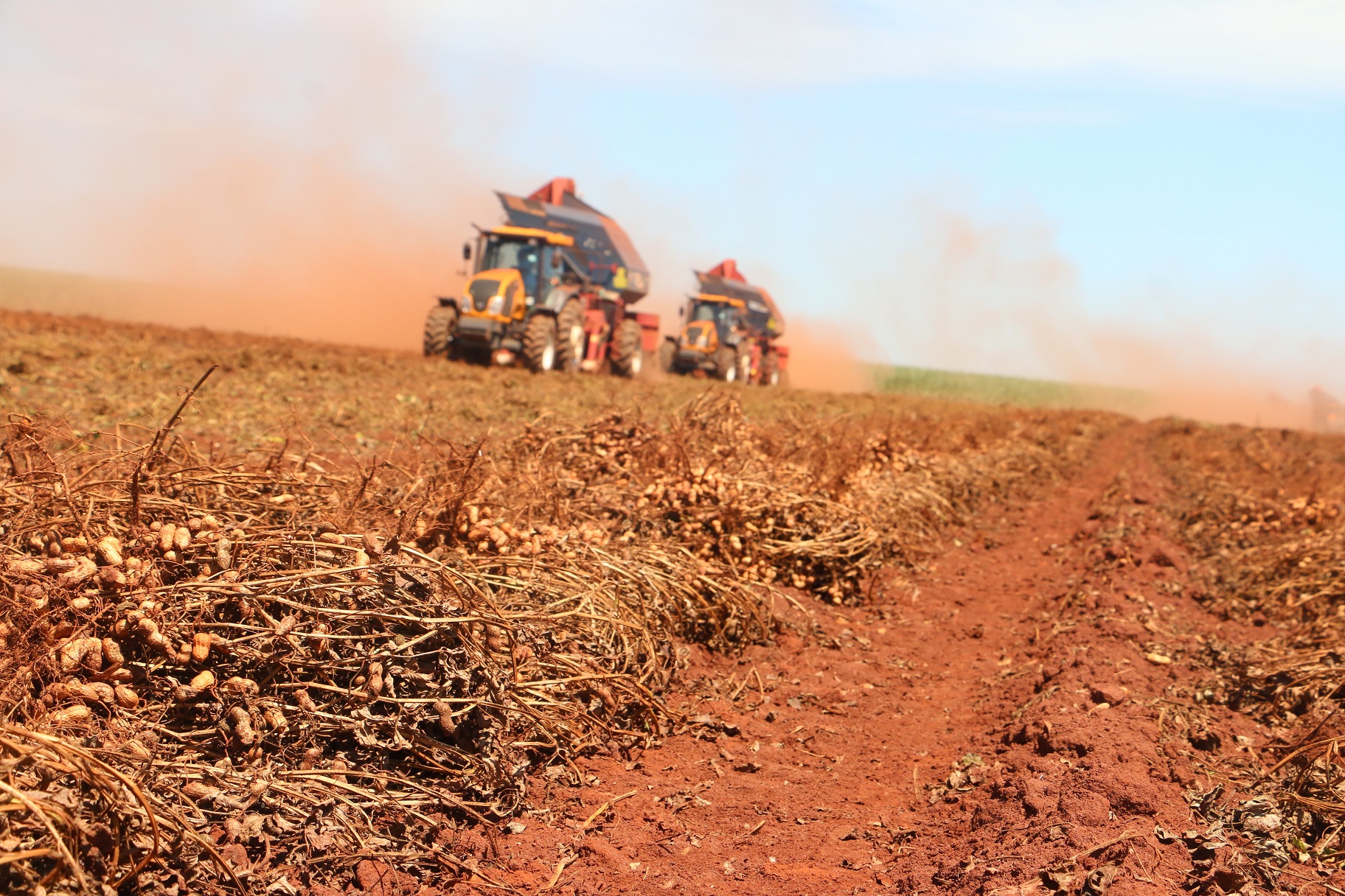 Desempenho do amendoim em 2020: supersafra, pre&ccedil;os bons e mercado n&atilde;o sentiu a pandemia